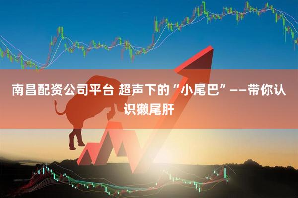 南昌配资公司平台 超声下的“小尾巴”——带你认识獭尾肝